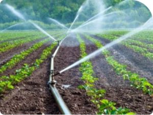 Agriculture durable et innovation paysanne