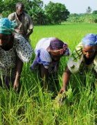 Femmes et agroécologie