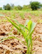 Etat des lieux des acquisitions de terre à grande échelle au Sénégal et en Afrique