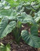 Le taro et le macabo : une production entre...