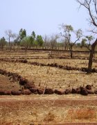 Changements climatiques et agriculture durable au Burkina Faso : stratégies de résilience basées sur les savoirs locaux