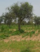 Opinion : Engager le Sénégal dans une transition agroécologique