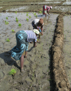 Riziculture irriguée en Afrique de l’ouest : comment simultanément...