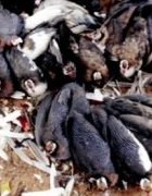 Potentialités et valeur ajoutée de la production de...