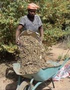 Des feuilles mortes pour redonner vie à la...