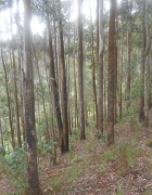 Bamboutos, Ouest du Cameroun, face à une pénurie...