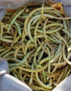 La culture traditionnelle du niébé au Sénégal