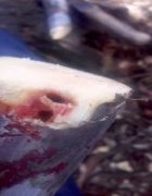 Sud Bénin : une technique de dépaillage prophylactique des...