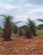 OPINON : « Pauvreté chronique, la véritable cause de la...