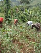 Appel à contributions, Agridape Juin 2017 : Changement climatique...
