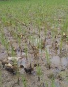 Numéro AGRIDAPE de décembre 2018 : appel à contributions