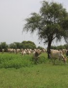 Mission cartographie des acteurs territoriaux dans le  cadre du projet ARAFIL