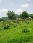 L’accès aux ressources phytogénétiques pour l’alimentation et l’agriculture :...