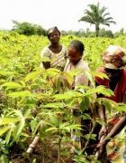 RDC : Le DAFOMA initie le Mayanda à l’agroécologie