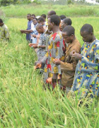 Expérimentation de la méthode SRI au Bénin : Des...