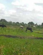 Changements climatiques autour du lac Bagré : la résilience...