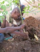 Contribution du Moringa oleifera à la souveraineté alimentaire...