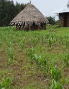 AGRIDAPE d’octobre 2019/Appel à contribution/Thème : Biofertilisation à grande échelle