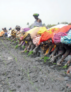 Le système de riziculture intensive