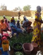 Sénégal : le maraîchage écologique comme stratégie de renforcement...