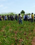 Champs-écoles pour l’ agroécologie : pour diffuser des systèmes...