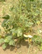 Niger-Burkina Faso : pour une compétitivité de la filière...