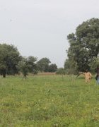 Les Communautés reverdissent le Sahel