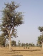 Paysages agricoles du Sénégal : le parc à kadd...