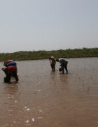 L’ AMP de Joal, une aire économique en...