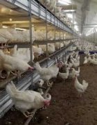 Côte d’Ivoire : la fiente de poulet fertilise les...
