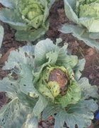 Culture légumière à Parakou : bio-contrôle des maladies et...