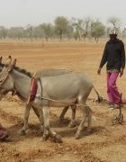 Lu pour vous : Burkina Faso : des pratiques agricoles...