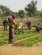 Niger : La Coopération luxembourgeoise insère des jeunes ruraux...