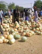 Chaînes de valeur et nouveaux marchés agricoles émergents