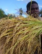 L’agrobiodiversité dans la Région Betsileo à Madagascar : un...