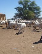 Comprendre l’appel des pasteurs