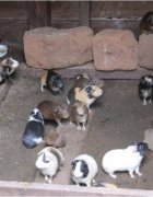 La diversification de recettes à base de viande...