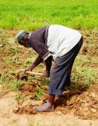 Changements climatiques et agriculture durable au Burkina Faso :...