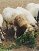Préserver la diversité biologique du bétail ruminant endémique...