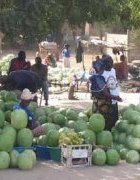 Compétitivité du secteur horticole au Sénégal : Étude des...