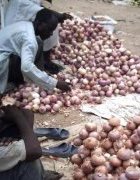 Les stratégies de commercialisation des produits maraîchers sur...