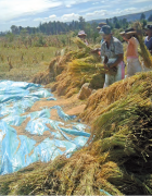Dissémination du SRI à Madagascar : les raisons de...