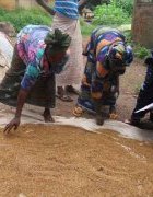 Guinée : faire des organisations paysannes des artisans de...