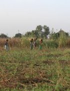 CULTIVER DES ZONES TAMPONS VERTES