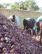 Systèmes de commercialisation et chaine de valeur de...