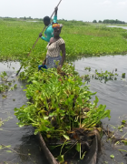 Bénin, pour lutter contre les espèces envahissantes, le...