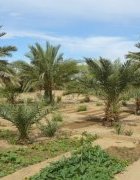 Valoriser les systèmes oasiens pour renforcer la résilience...