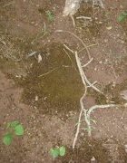 Recherche : Contribution des déjections de chenilles de Karité...