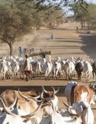 Soutenir et renforcer la résilience de l’élevage pastoral