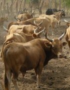 Renforcer la compétitivité du bétail ruminant endémique (BRE)...